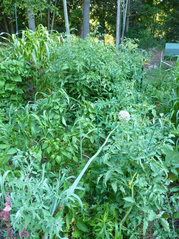 Wild Word Garden on Peppers And Tomatoes In My Wild Garden