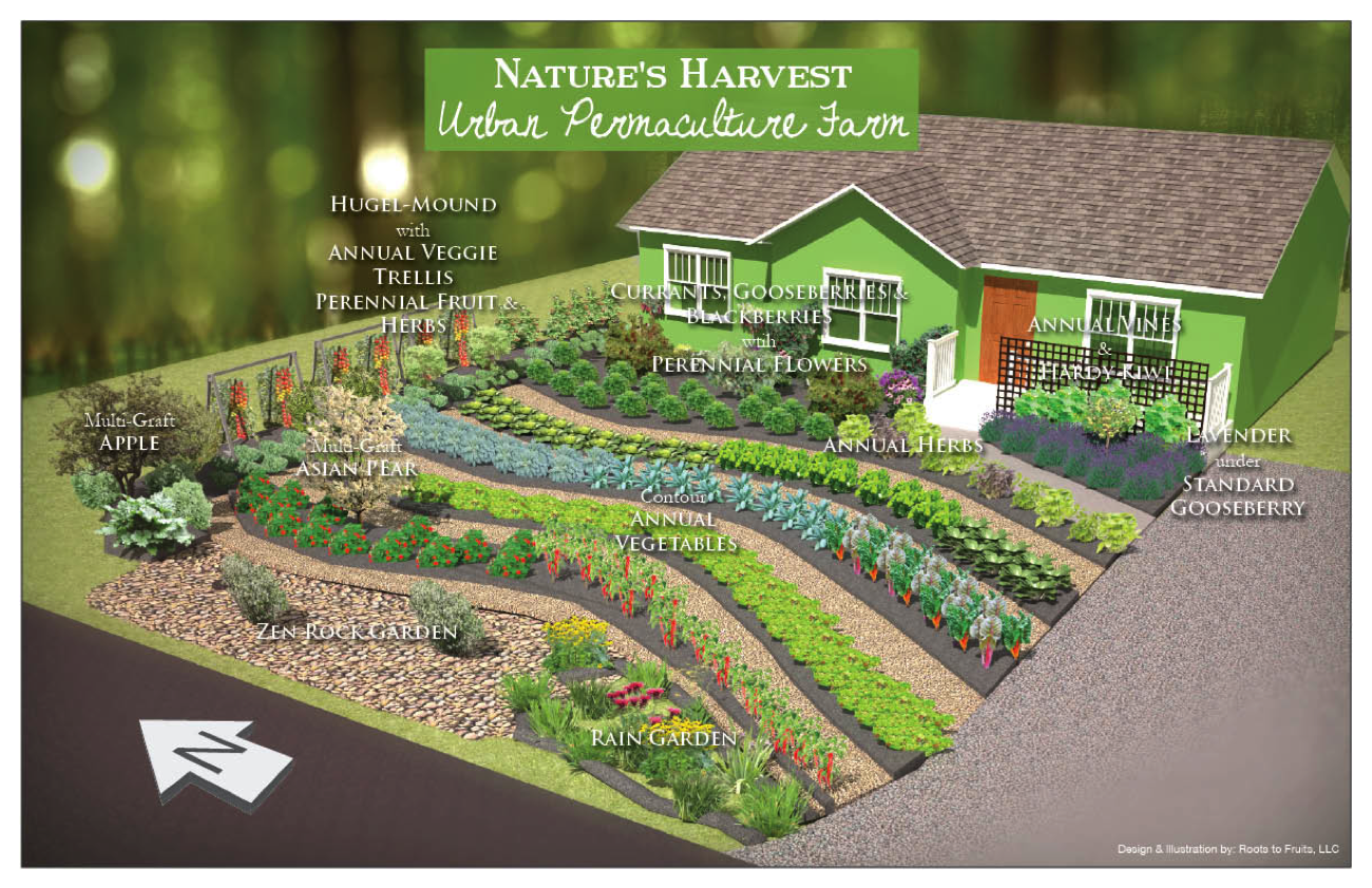 Converting Lawns to Gardens: Nature's Harvest Permaculture Urban Farm | The Druid's Garden on Permaculture Garden Layout
 id=31214