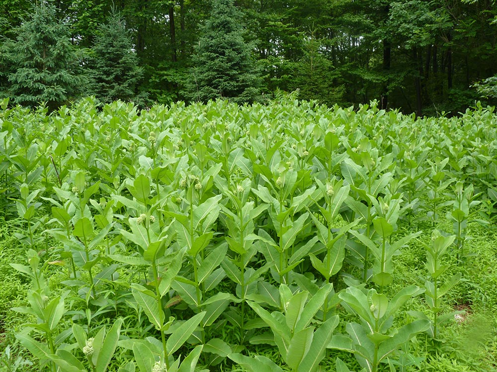 A field of milkweed--a rare sight today.