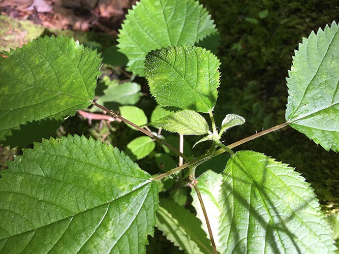 Another awesome wood nettle!