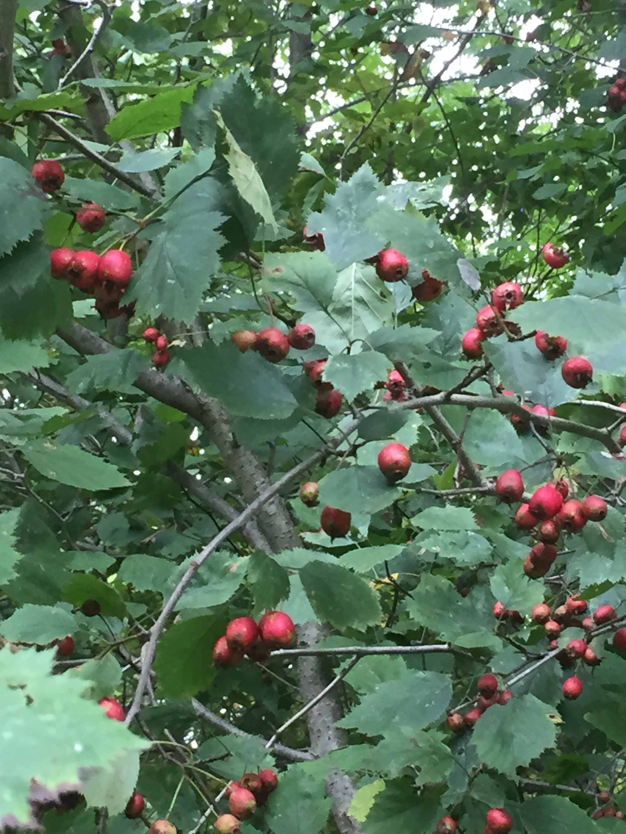 Hawthorn berries, full of medicine and life