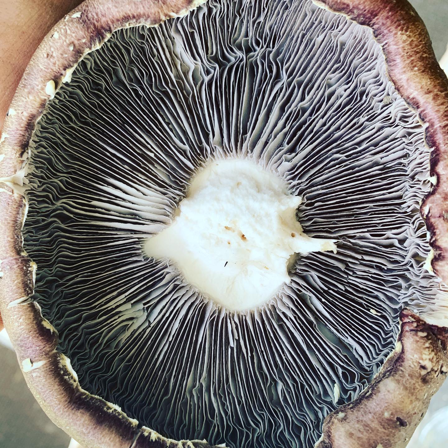 Wine cap mushroom